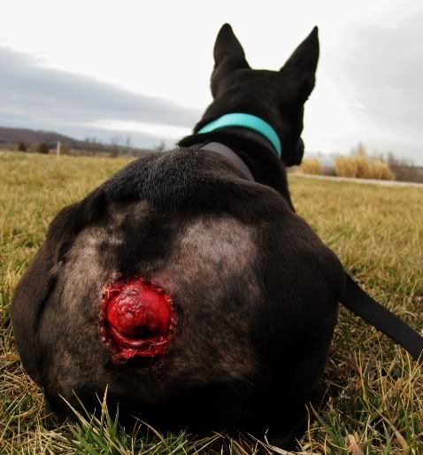 huge dog knot huge dog knot